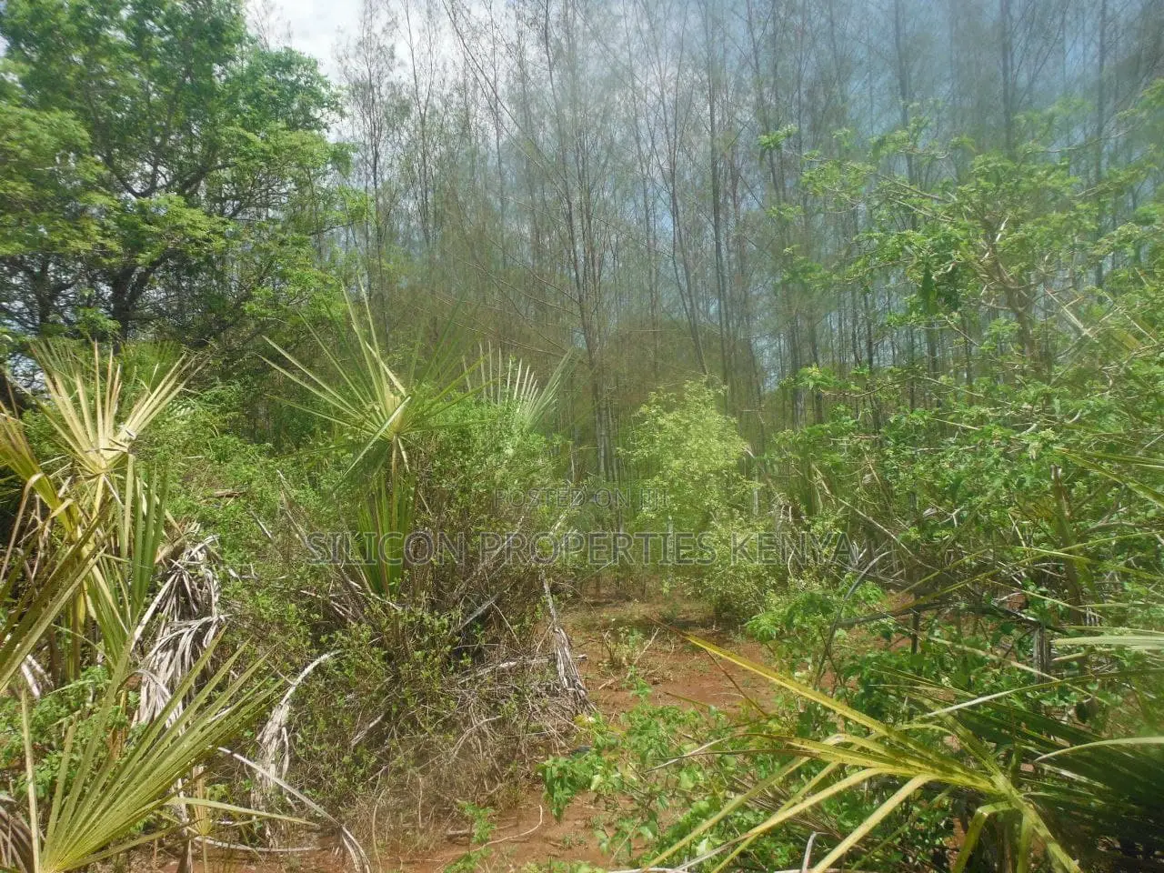 12 Acres for Sale in Msambweni