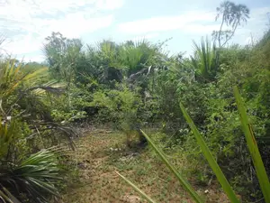 12 Acres for Sale in Msambweni