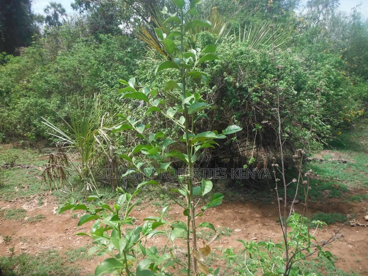 12 Acres for Sale in Msambweni
