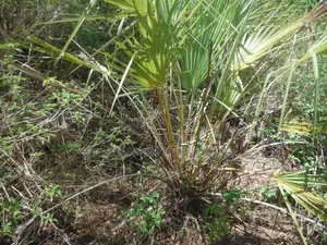 2-Acre Prime Plot in Ukunda Next to a High-Value Home