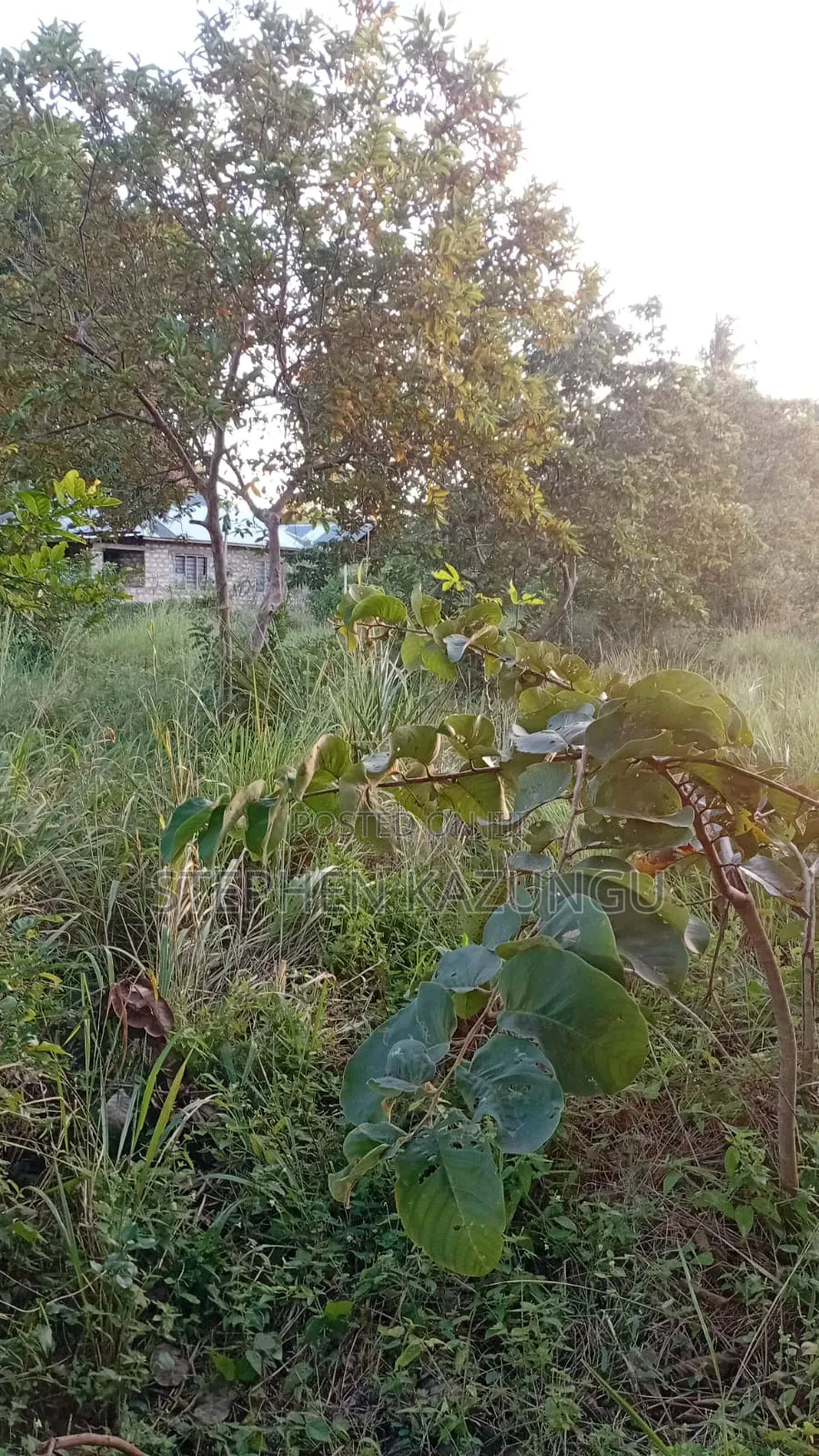 Nice 1/8 Acre Plot Only 1.3 Kilometre From the Lungalunga Highway Road