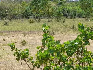 Own a Piece of Serene Land in Kidomaya, Kwale County