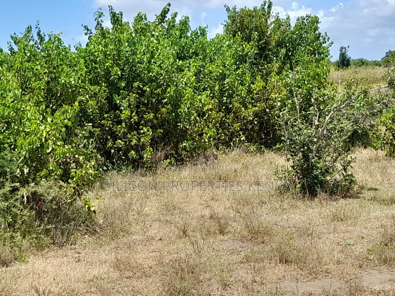 Own a Piece of Serene Land in Kidomaya, Kwale County