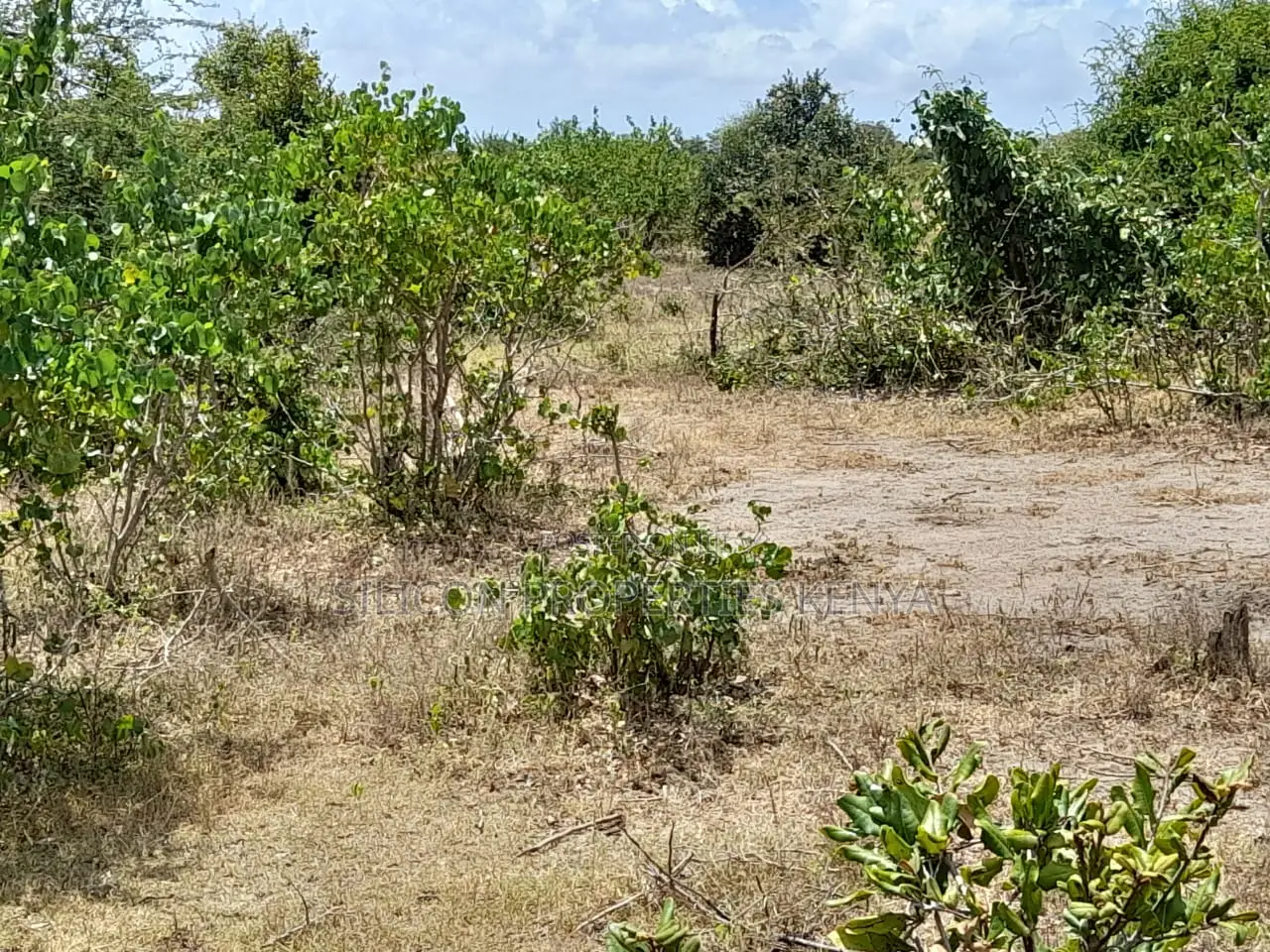 Own a Piece of Serene Land in Kidomaya, Kwale County