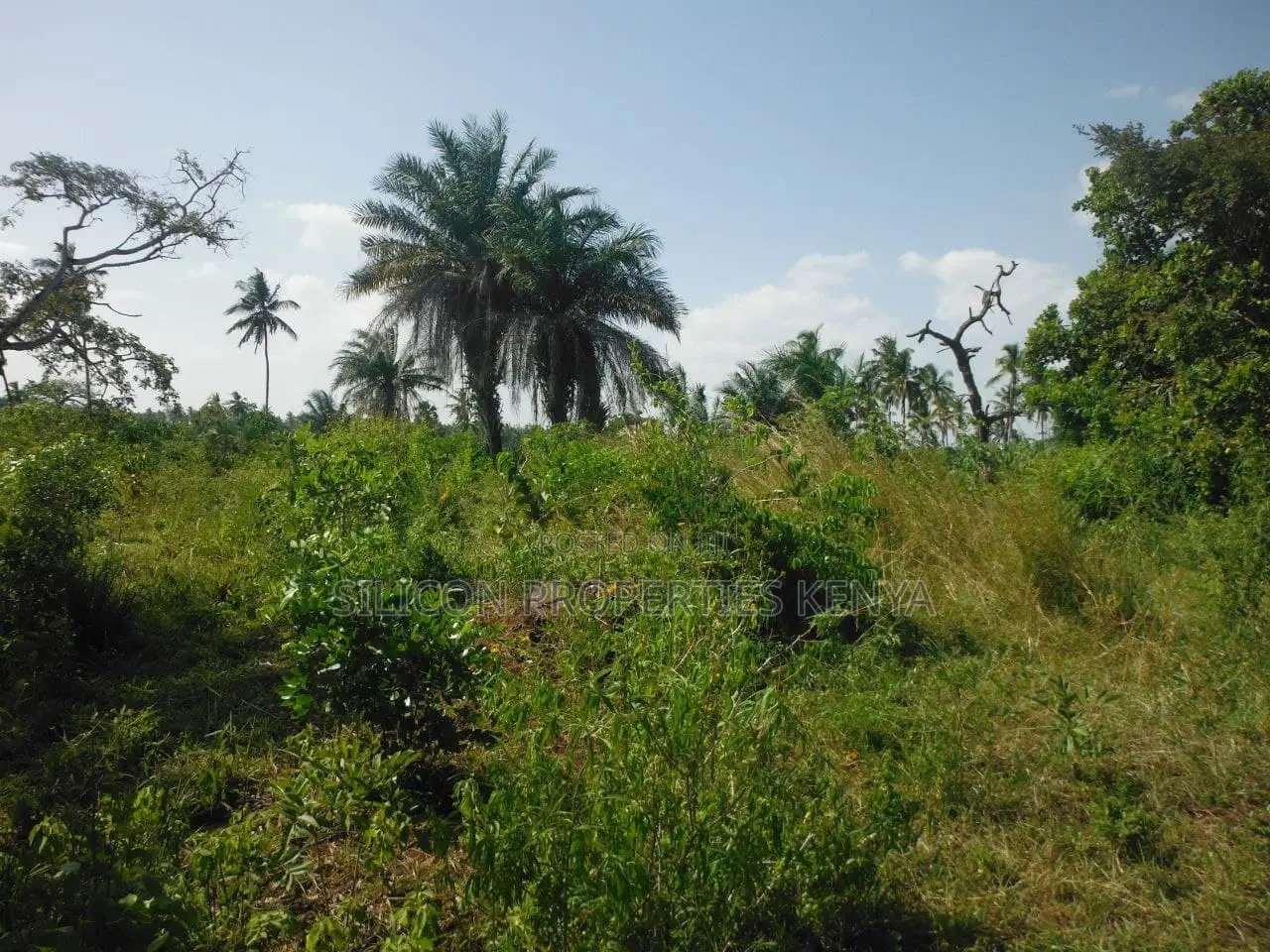 2-Acre Coastal Land in Msambweni