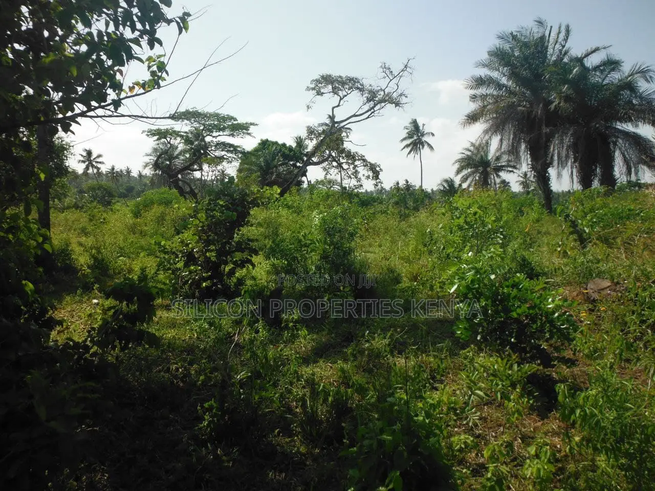 2-Acre Coastal Land in Msambweni