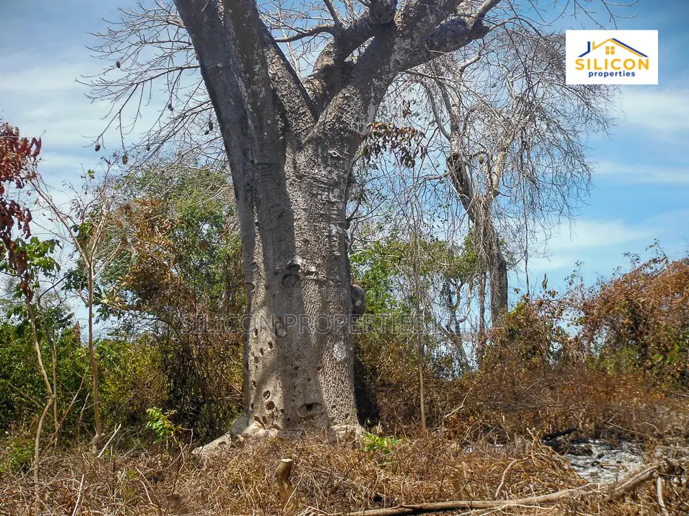 4-Acre Beachfront Land in Shimoni