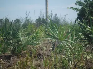 20-Acre Plot in Kidimu, Kwale County