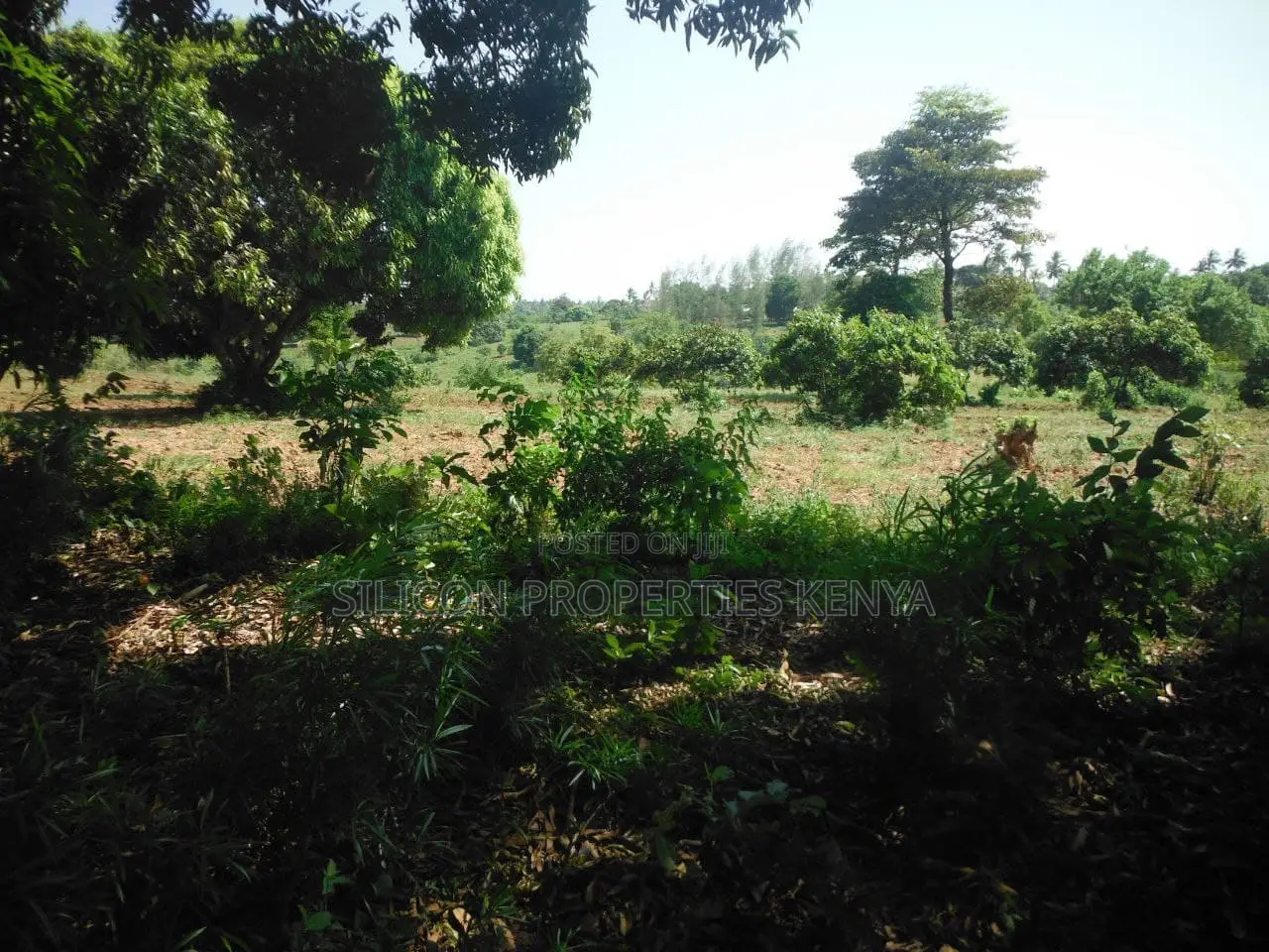 4-Acre Plot in Msambweni Just a 10-Minute Walk From the Ocean