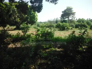 4-Acre Plot in Msambweni Just a 10-Minute Walk From the Ocean