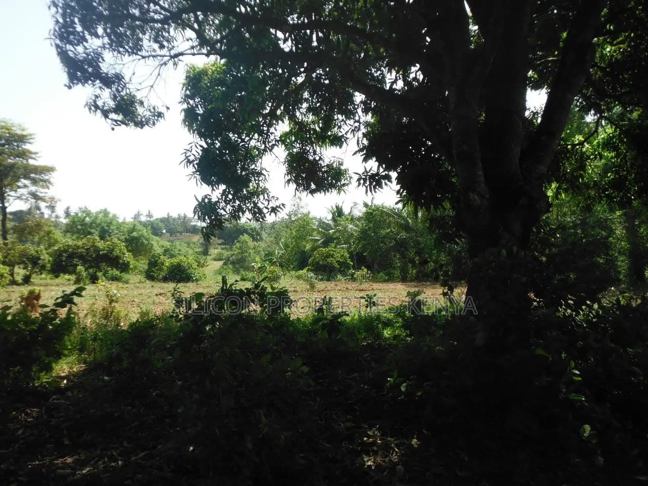 4-Acre Plot in Msambweni Just a 10-Minute Walk From the Ocean