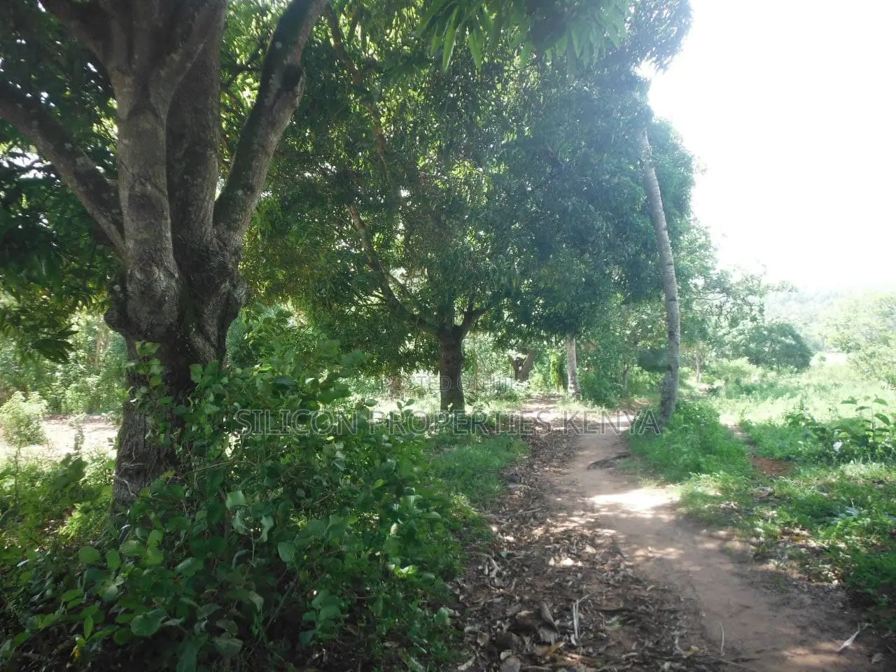 4-Acre Plot in Msambweni Just a 10-Minute Walk From the Ocean
