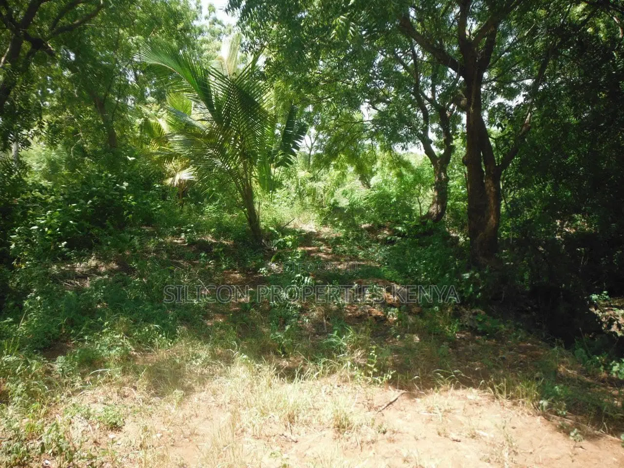 4-Acre Plot in Msambweni Just a 10-Minute Walk From the Ocean