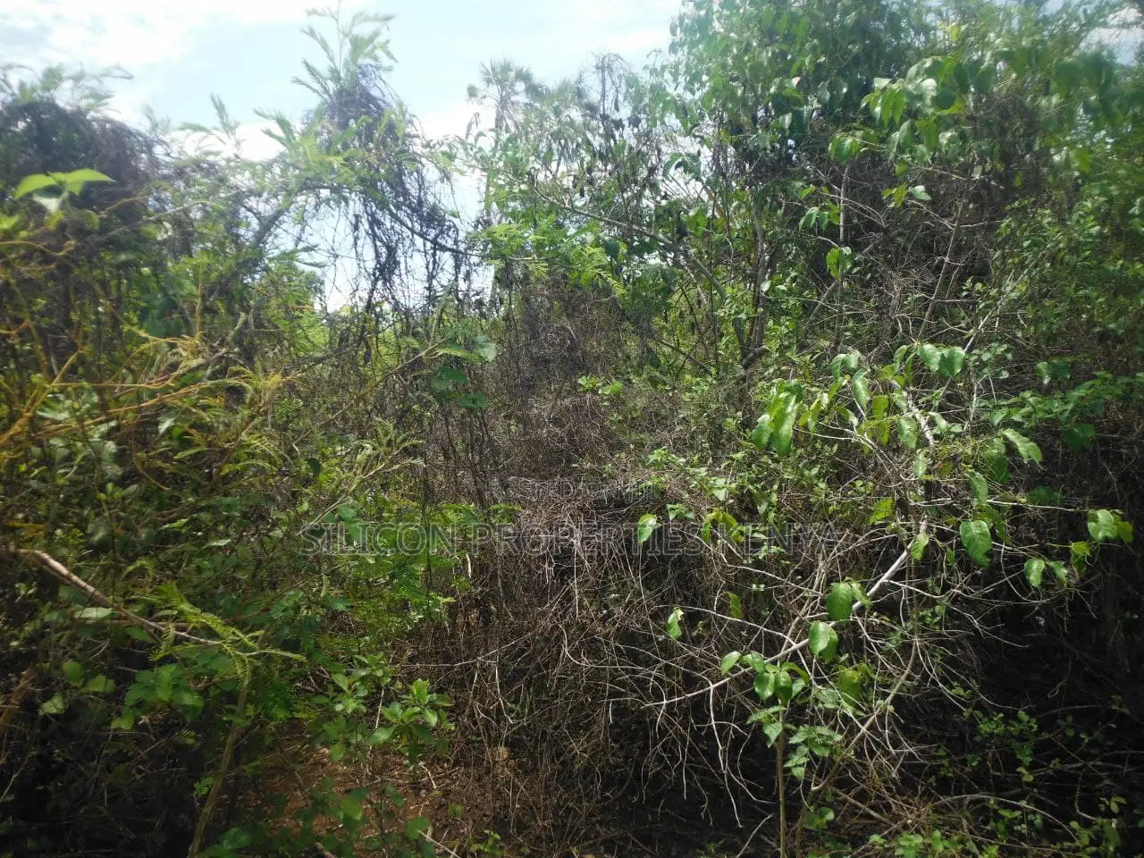 3.5-Acre Plot in Msambweni