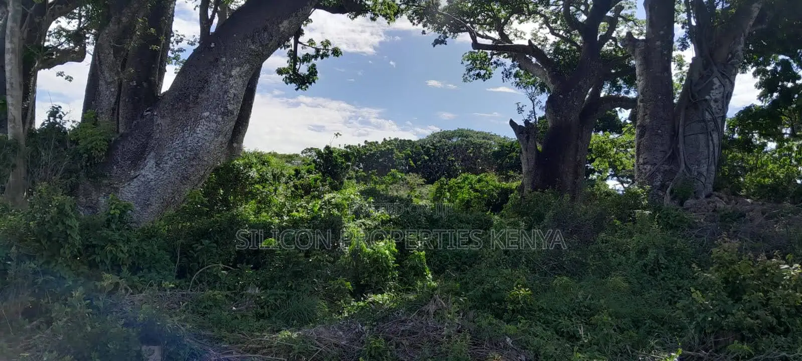 Beachfront Plots for Sale in Shimoni – KES 13M Per Acre