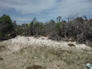 1-Acre Beachfront Plot in Msambweni (Funzi)