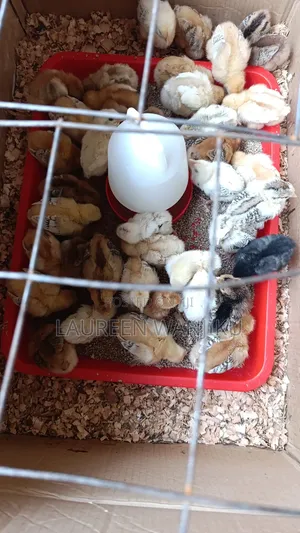 3weeks Old Pure Kienyeji Chicks