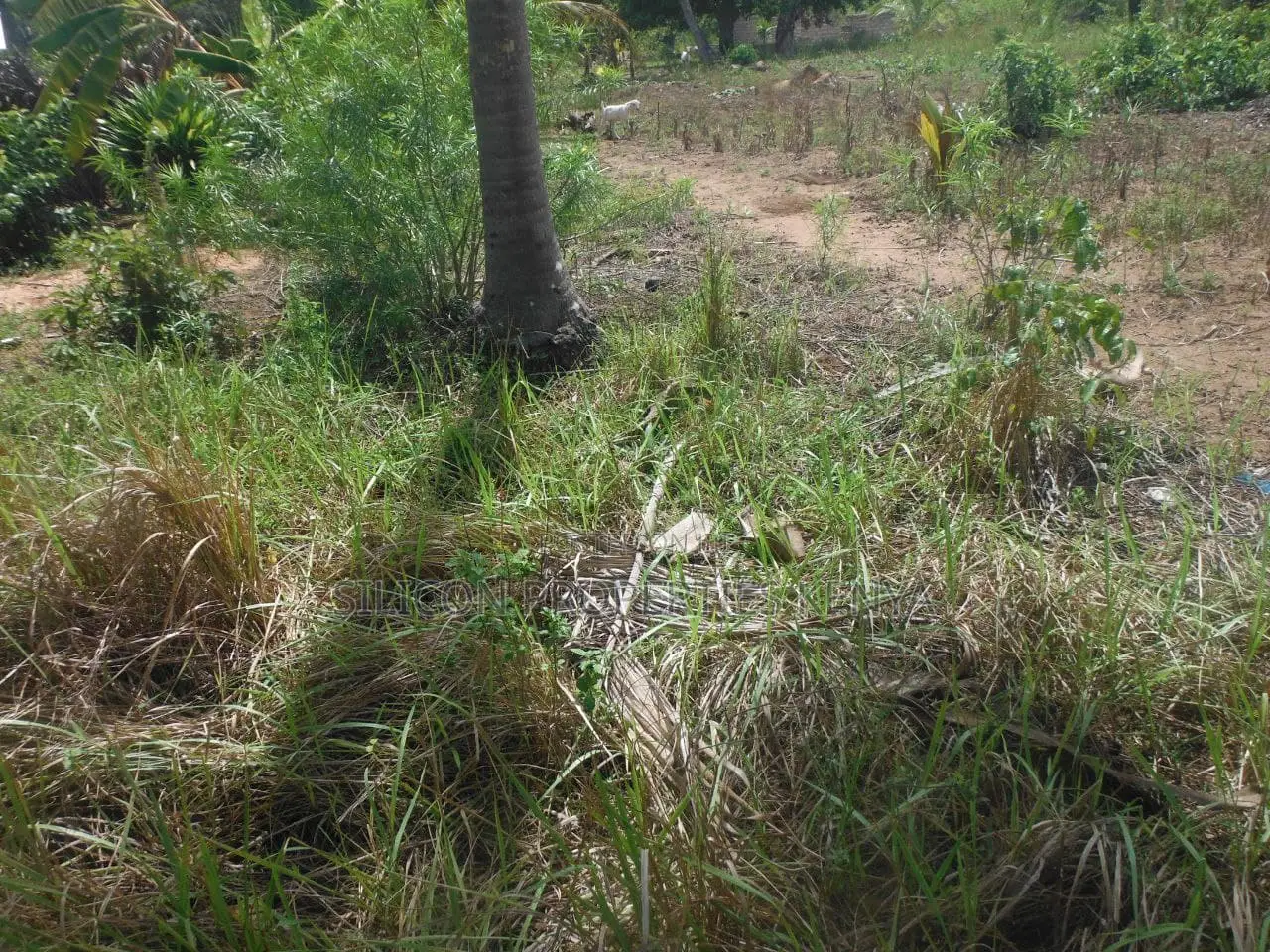 0.25-Acre Plot in Mvindeni