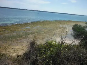 Stunning Coral Land in Shimoni