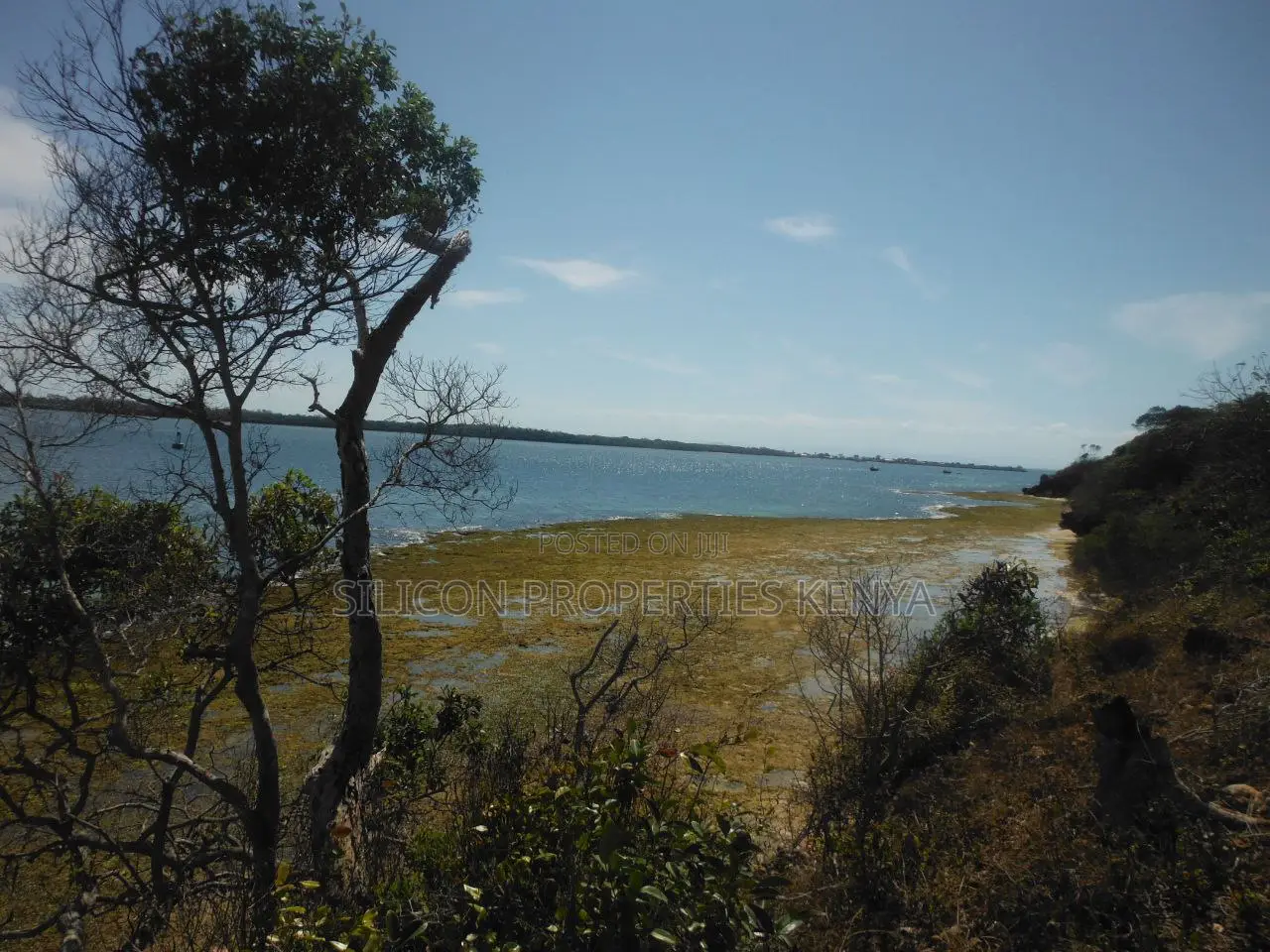Stunning Coral Land in Shimoni