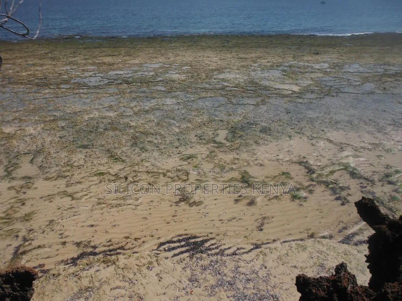 Stunning Coral Land in Shimoni