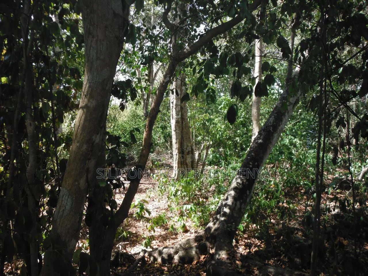 Stunning Coral Land in Shimoni