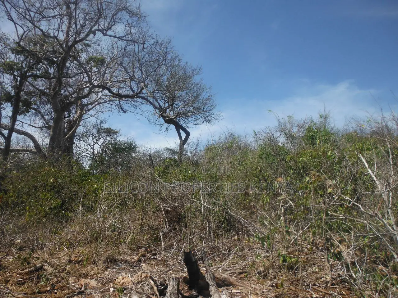 Stunning Coral Land in Shimoni