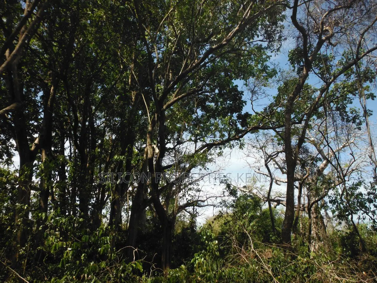 Stunning Coral Land in Shimoni