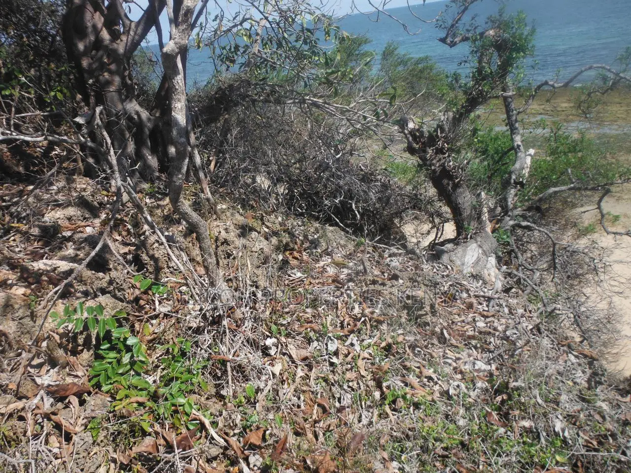 Stunning Coral Land in Shimoni