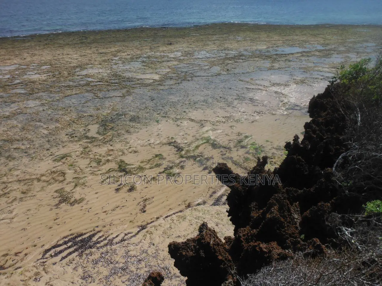 Stunning Coral Land in Shimoni