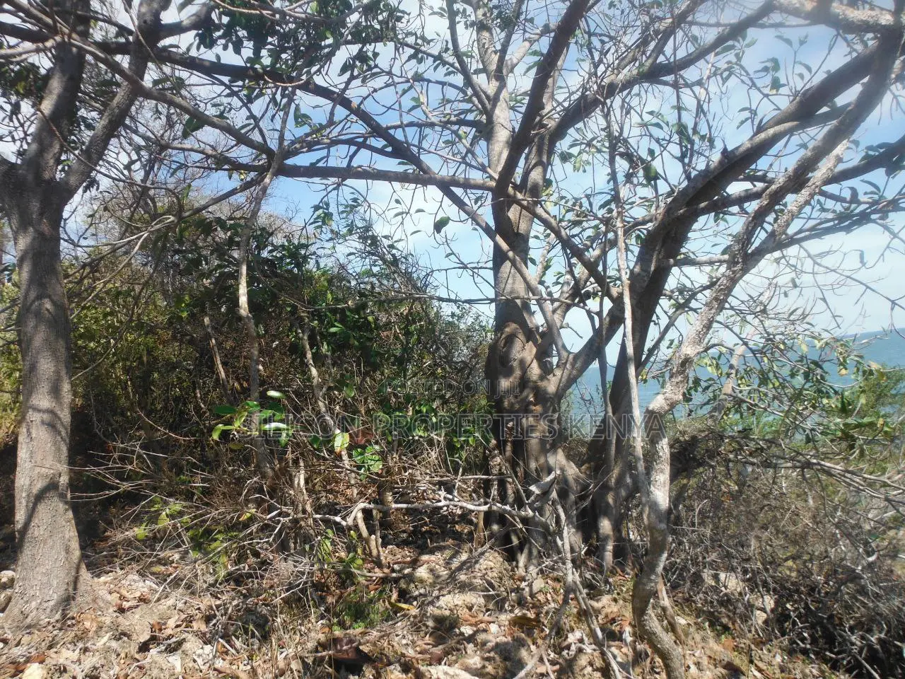 Stunning Coral Land in Shimoni