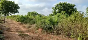 Quarter-Acre Plot for Sale in Galu Kinondo –