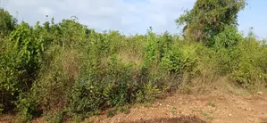 Quarter-Acre Plot for Sale in Galu Kinondo –