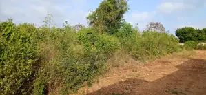 Quarter-Acre Plot for Sale in Galu Kinondo –