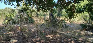 Half-Acre Plot Strategically Located Along the Mvindeni-Lotfa-Diani Rd