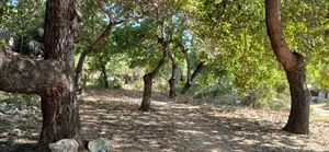 Half-Acre Plot Strategically Located Along the Mvindeni-Lotfa-Diani Rd