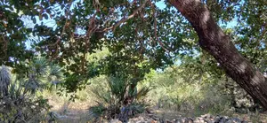 Half-Acre Plot Strategically Located Along the Mvindeni-Lotfa-Diani Rd
