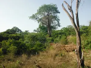 0.25 Acres for Sale in Shimoni