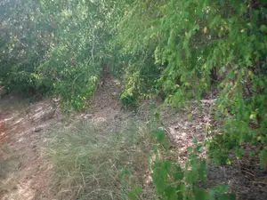0.25 Acres for Sale in Shimoni