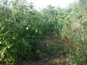 0.25 Acres for Sale in Shimoni