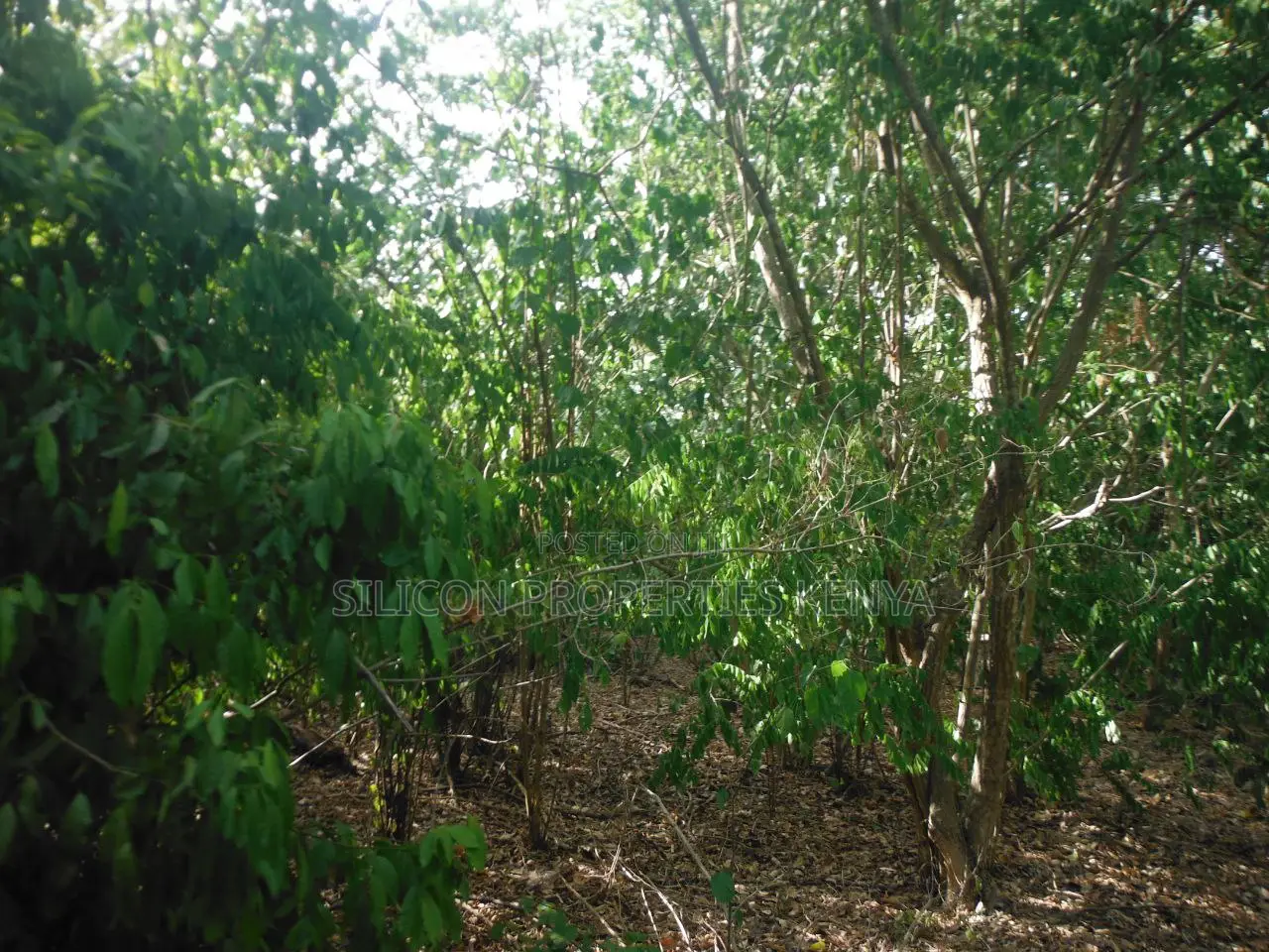 0.25 Acres for Sale in Shimoni