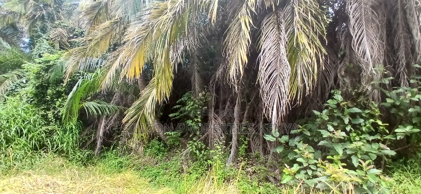 12 Acres for Sale in Ramisi – KES Per Acre
