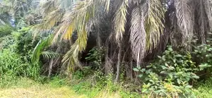 12 Acres for Sale in Ramisi – KES Per Acre