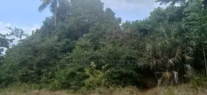 12 Acres for Sale in Ramisi – KES Per Acre