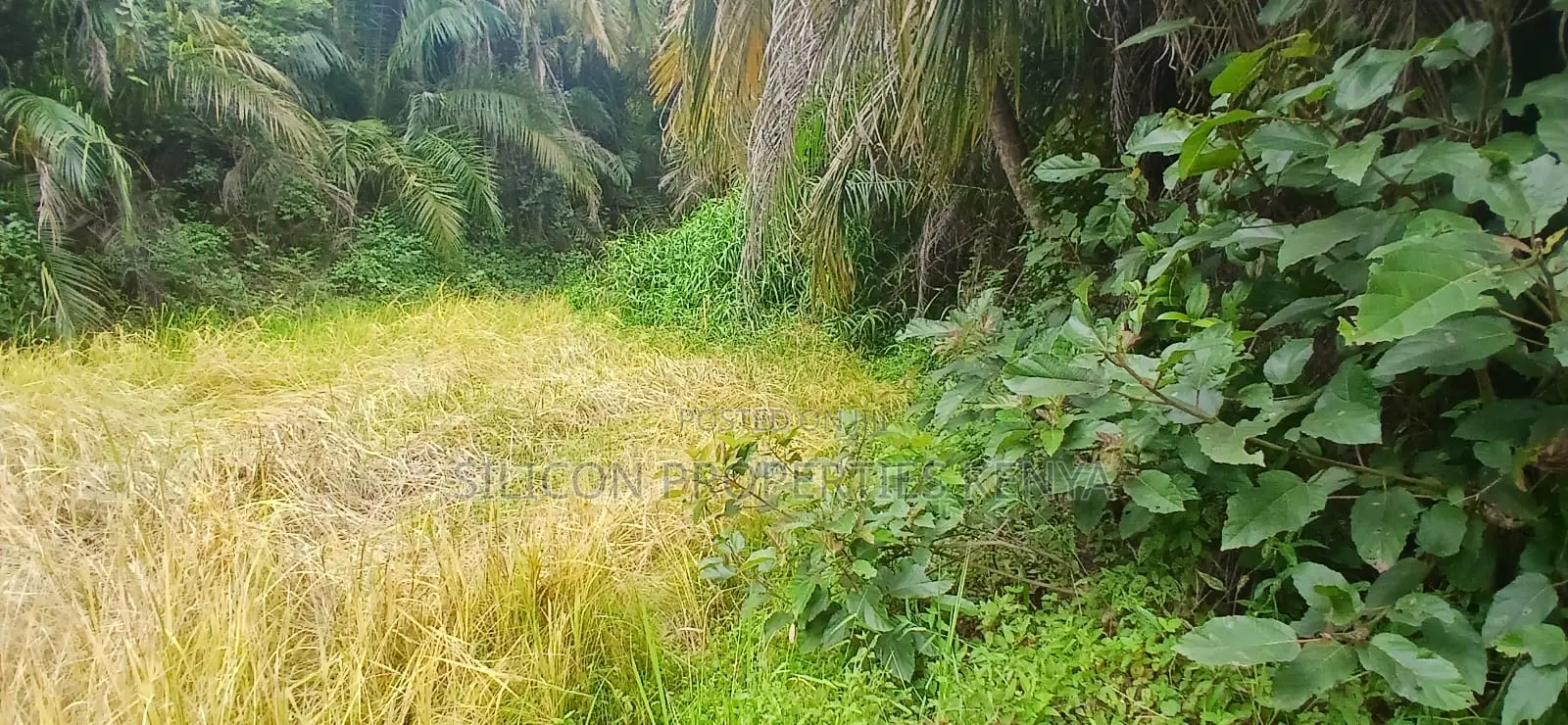 12 Acres for Sale in Ramisi – KES Per Acre