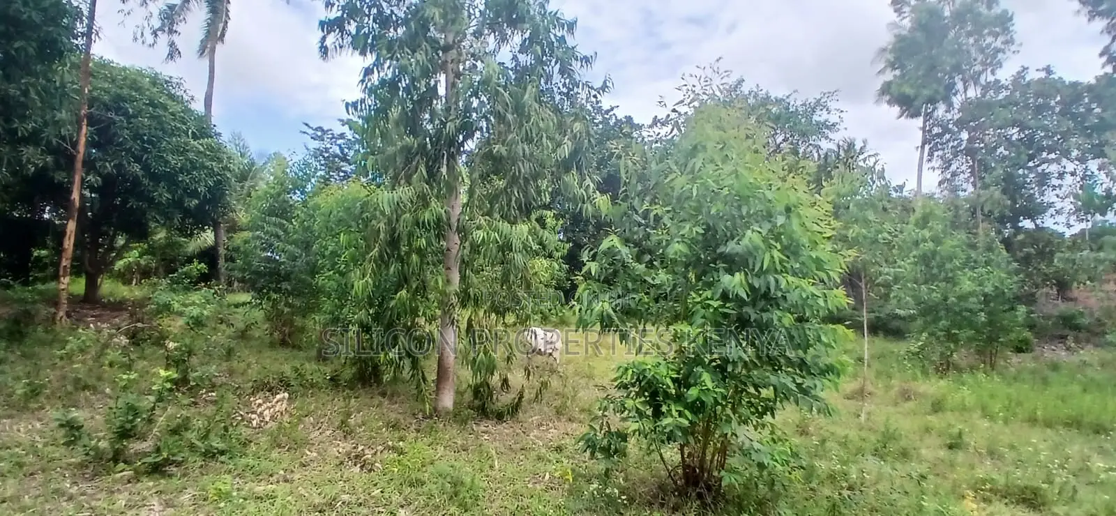 12 Acres for Sale in Ramisi – KES Per Acre
