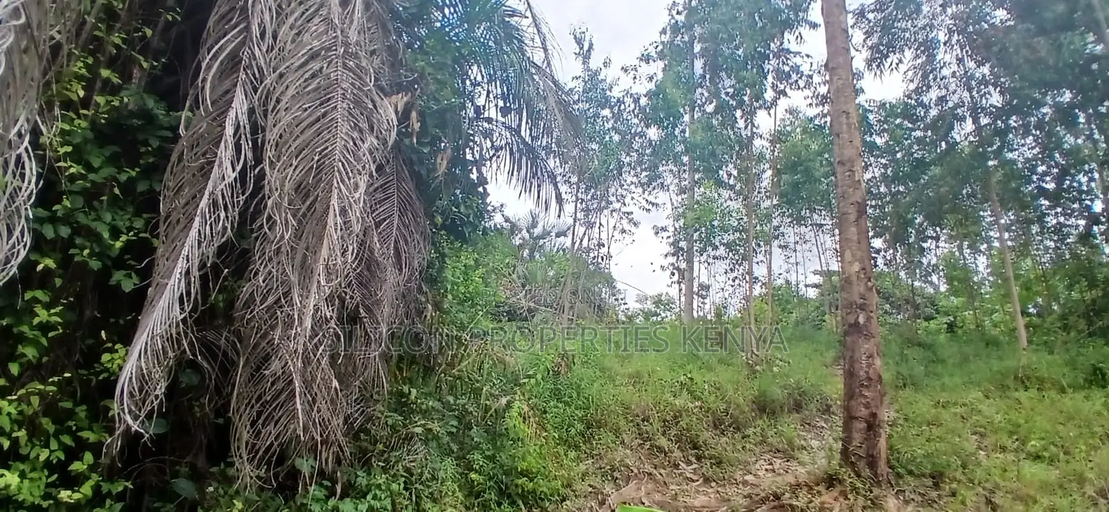 12 Acres for Sale in Ramisi – KES Per Acre
