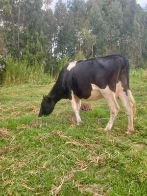 Best Animal Frisian