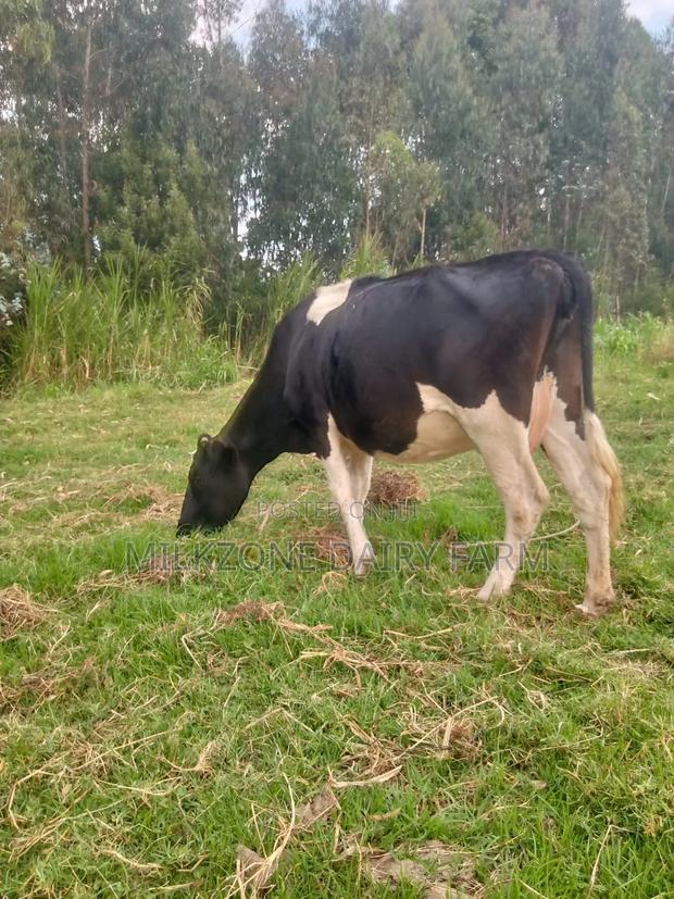 Best Animal Frisian