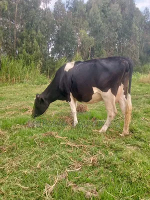 Best Animal Frisian